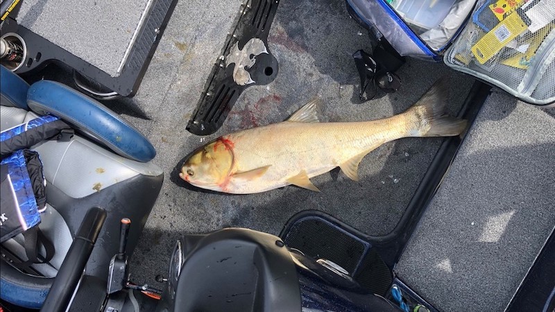 Tennessee angler Dustin Hinkle submitted this photo of an invasive silver carp to state wildlife officials in October 2019, noting that the fish jumped into his boat.