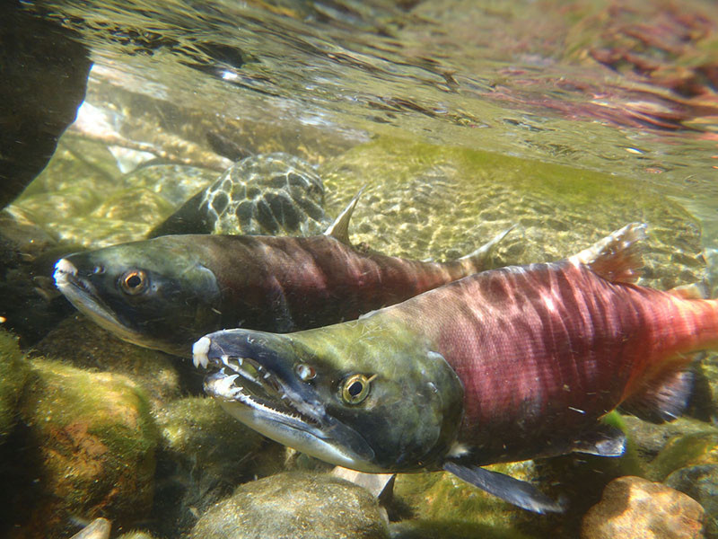 Sockeye salmon. California Department of Fish & Wildlife photo by Andrew Hughan.
