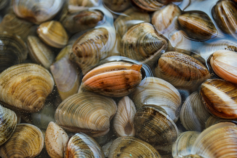 Surf clams. NOAA photo