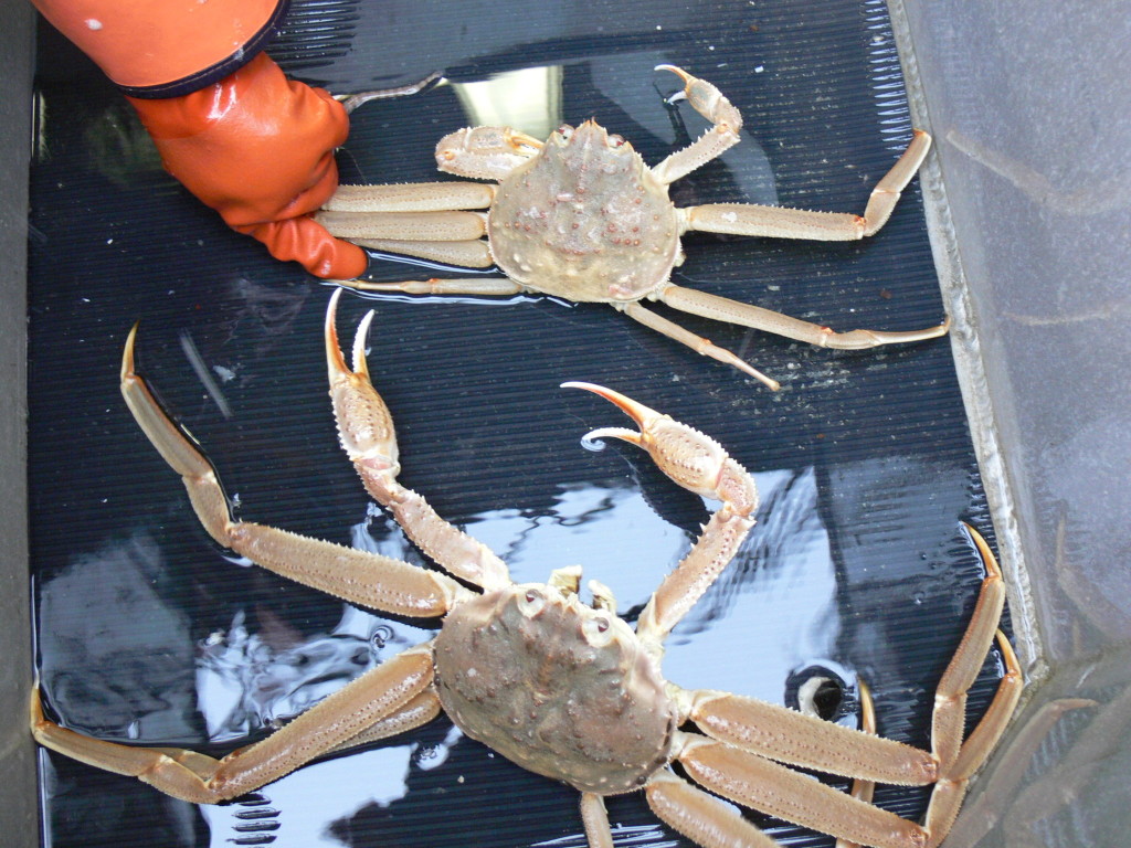 In the long run: The 45-year-old F/V Keta gets a stretch to increase her  capacity in Alaska's king crab fishery