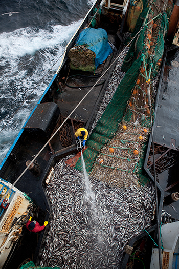 Alaska pollock industry warns of full fishery closure if