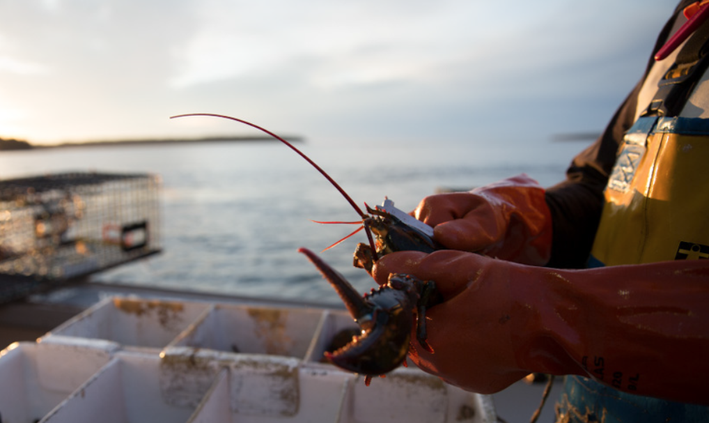 2017 Lobster Opener is Saturday: New Regulations In Effect