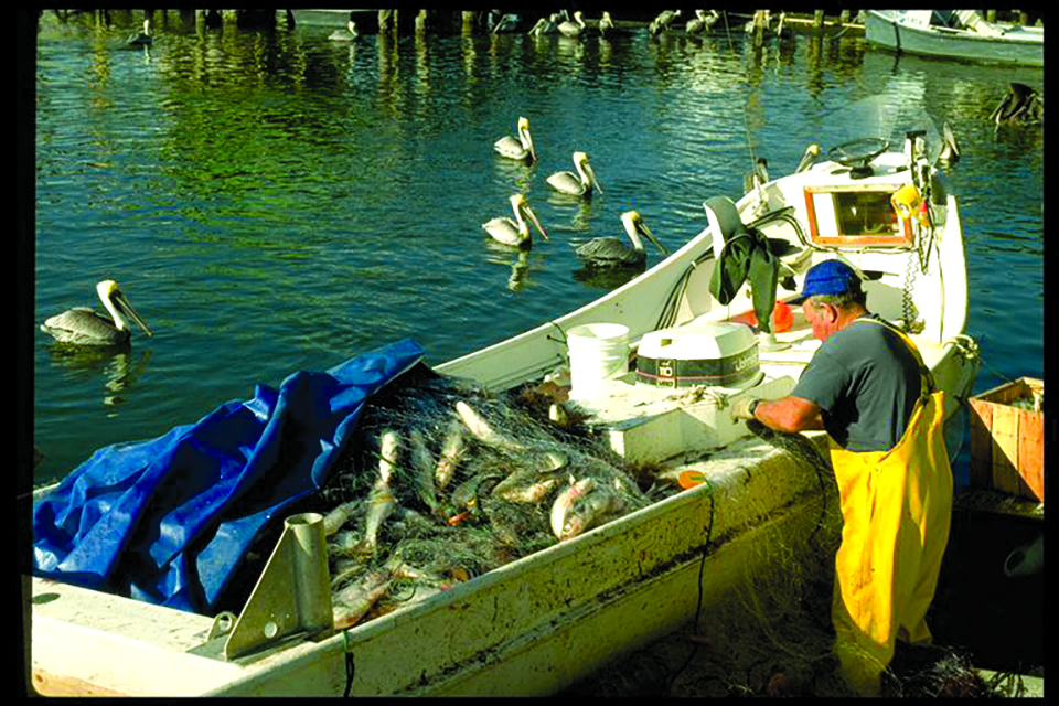 Nixing nets  National Fisherman