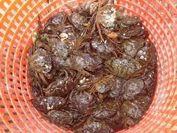 Getting after green crabs | National Fisherman