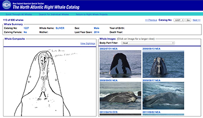 2016 0120 rightwhaledata