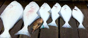 2016 1107 halibut column NOAA