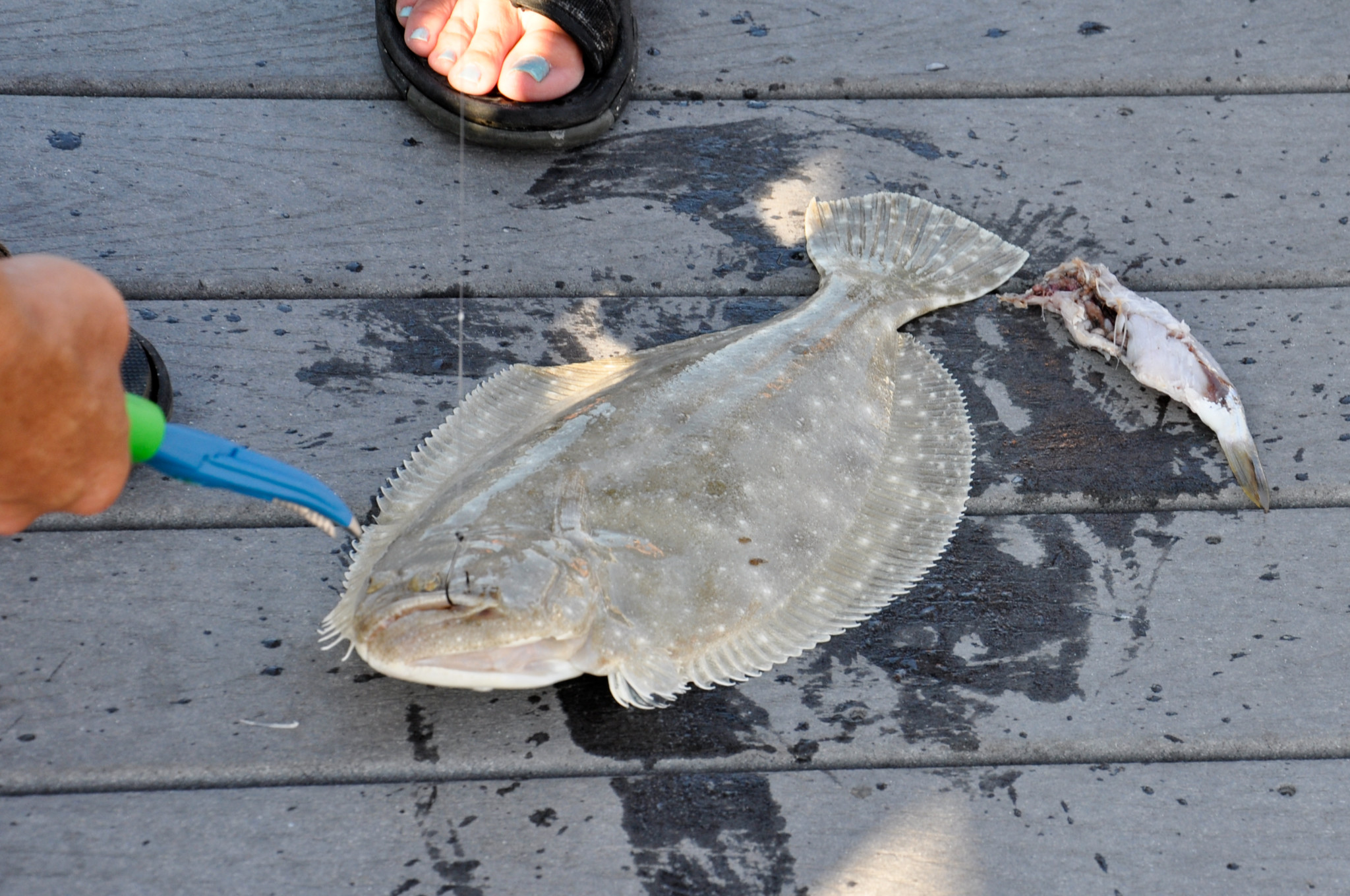 Florida maintains small share of regional flounder catch