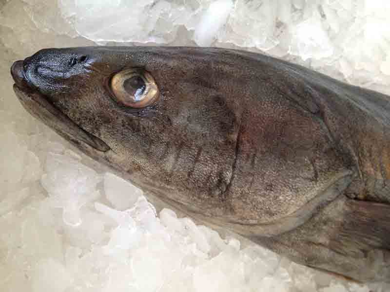 Fresh caught blackcod, also known as sablefish, sits on ice in a Newport, Ore., fish market. NOAA photo by Alix Smith.