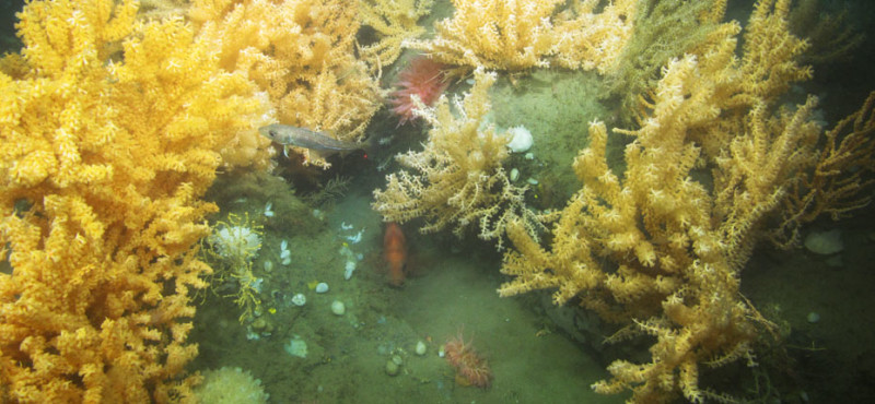 Juvenile Atlantic cod, Acadian redfish, Primnoa and Paramuricea corals, and sponges were observed at Western Jordan Basin by the Kraken 2 ROV in 2014. Gulf of Maine Deep Coral Science Team 2014/NURTEC-UConn/NOAA Fisheries/UMaine photo.