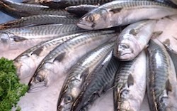 There wasn't much of a market for mackerel in Maine in the 1960s and 