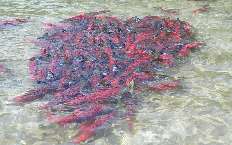 A cluster of Bristol Bay sockeye salmon. EPA photo.
