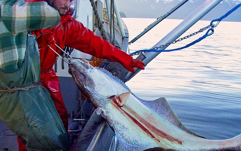 Halibut catch limit is reduced for North Pacific National Fisherman