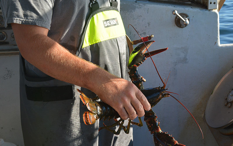 Homarus americanus. Doug Stewart photo.