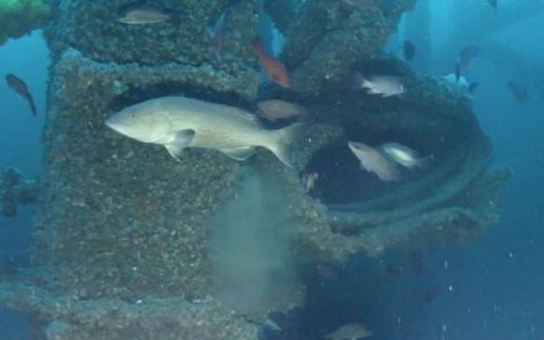 Fish swim around part of an old offshore oil platform re-purposed for Louisiana's artificial reef program. Louisiana Department of Wildlife and Fisheries photo.