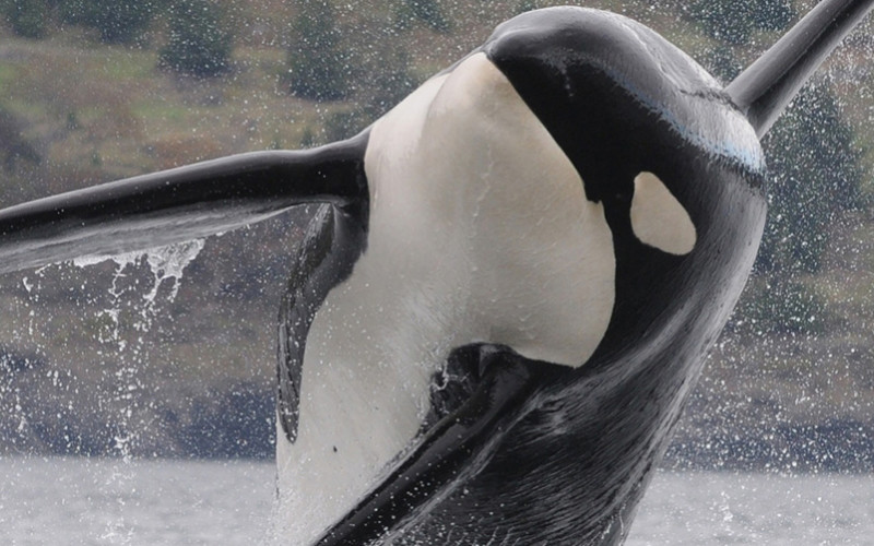 An orca in Puget Sound. NOAA photo.