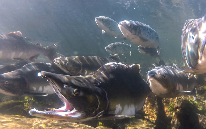 The Tongass and Chugach rivers contribute on average 48 million fish to Alaska's salmon fishery every year. Sitka Conservation Society.