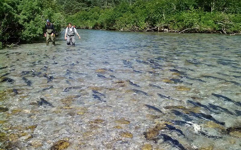 Sampling salmon in the sheep river. Prince William Sound Science Center photo.