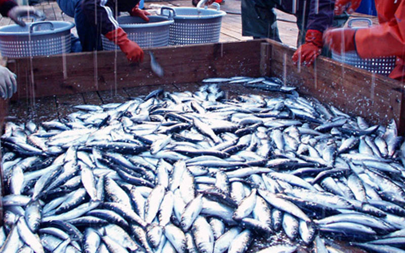 Herring caught during an acoustic trawl survey of Lynn Canal in Southeast Alaska. NOAA photo.