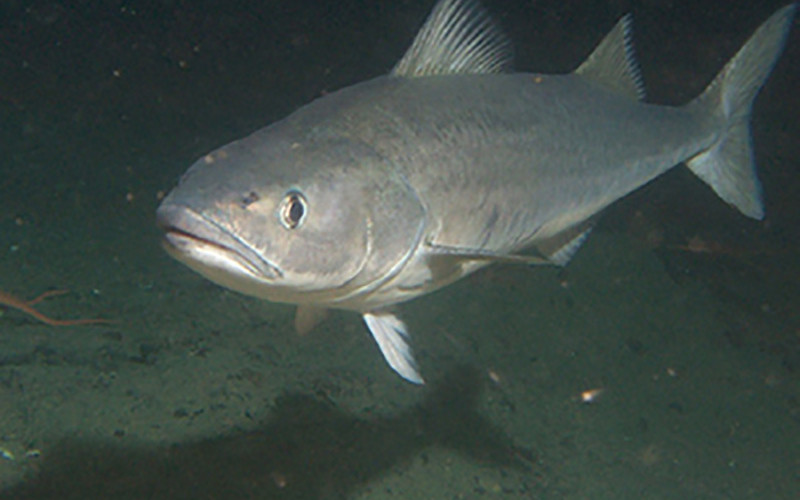 Sablefish, also called blackcod. NOAA photo.