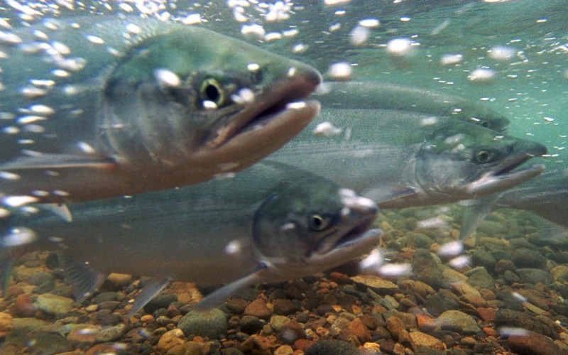 salmon migration Alaska USFWS Tongiak Ntl Wildlife Refuge
