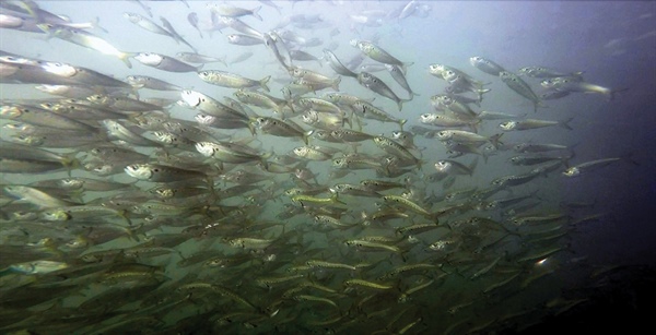 menhaden bait