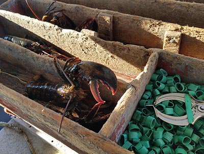 2016 1017 Lobster banding