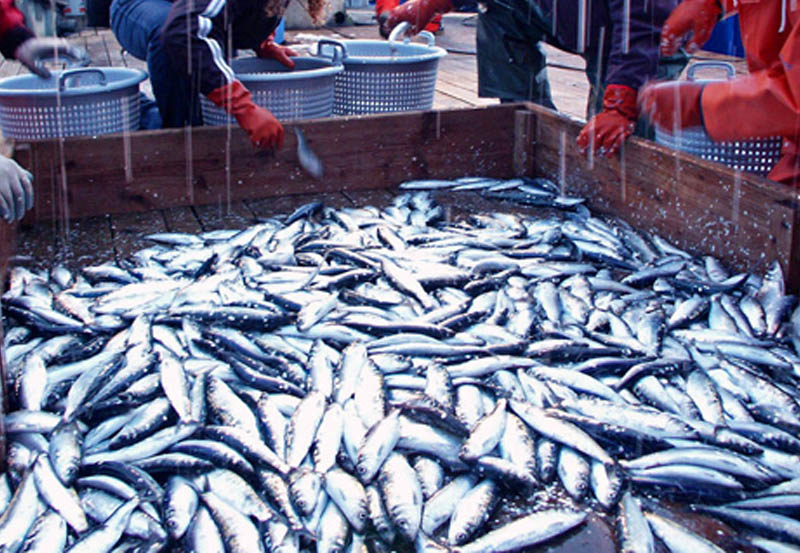 Commercial Fishing Photo Stories: Five Days at the Sitka Herring