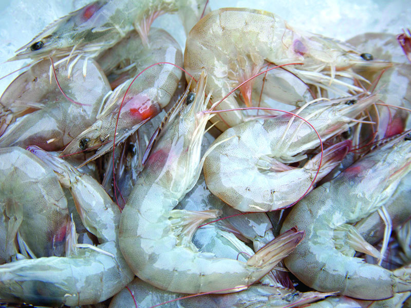 Mississippi could extend shrimp season for small boats National Fisherman