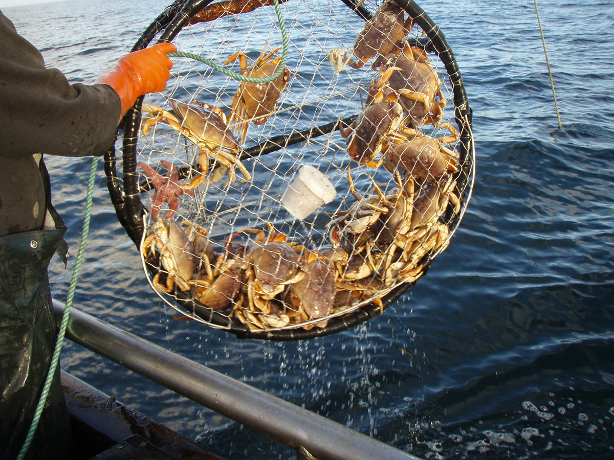 Back crab snaring March 2021, Oregon Coast. 