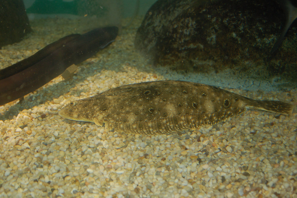 Summer flounder good news on quota, but waiting for restaurants
