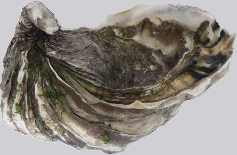 Pacific oyster. Creative Commons photo by David Monniaux.