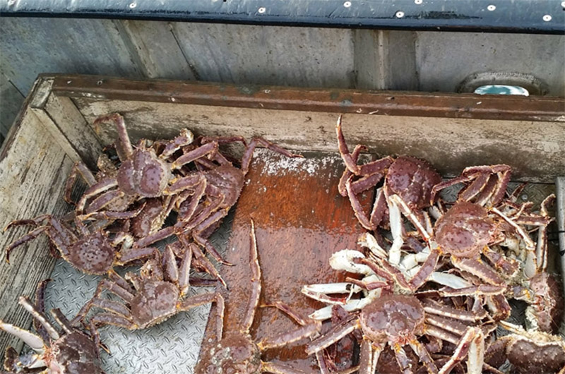 Pounding vidnesbyrd hjem Red king crabs still in a spiral | National Fisherman
