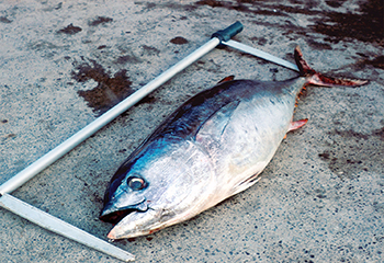 The mighty tuna measures up. NMFS photo