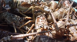 2015 409 Screen Shot Spiny lobsters 2015-04-08 at 6.30.57 PM