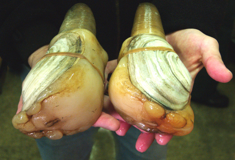 The U.S. geoduck fishery's predominant live export market has been hobbled by the coronavirus outbreak in Chine. USDA photo.