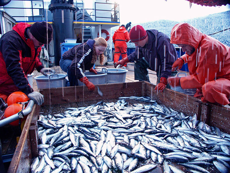 Herring caught during an acoustic trawl survey of Lynn Canal in Southeast Alaska. NOAA photo.