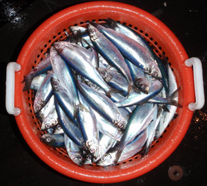 Herring