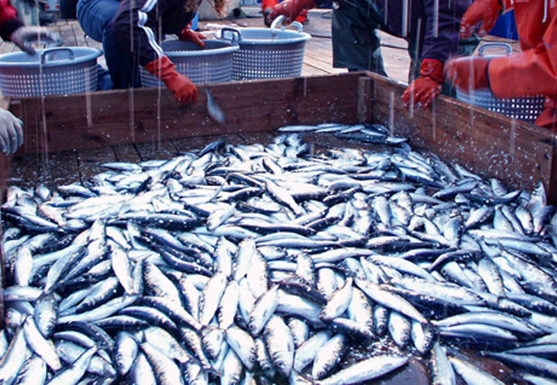 Herring caught during an acoustic trawl survey of Lynn Canal in Southeast Alaska. NOAA photo.