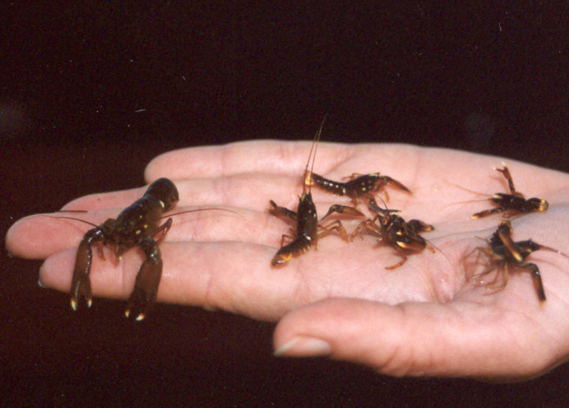 Juvenile lobsters. The Lobster Conservancy photo.