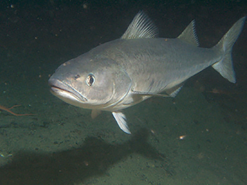 Sablefish, also called blackcod. NOAA photo.