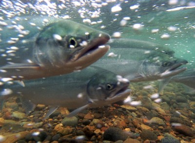 salmon migration Alaska USFWS Tongiak Ntl Wildlife Refuge
