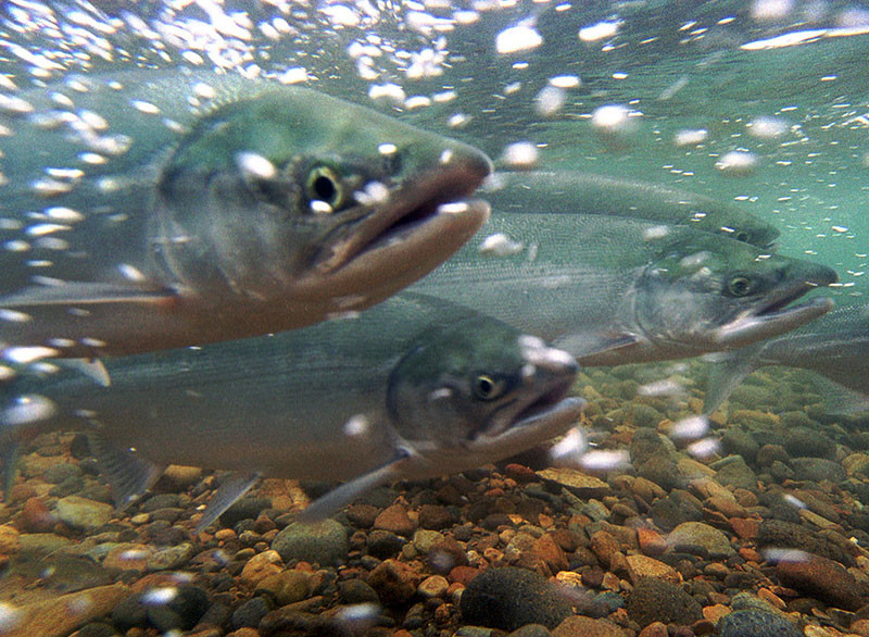 Salmon migration. USFWS/Togiak National Wildlife Refuge photo.
