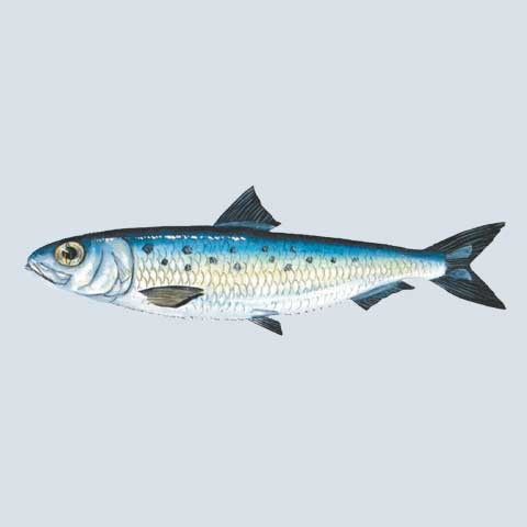 Iwashi sardines reappear in NW Pacific after long absence | National ...