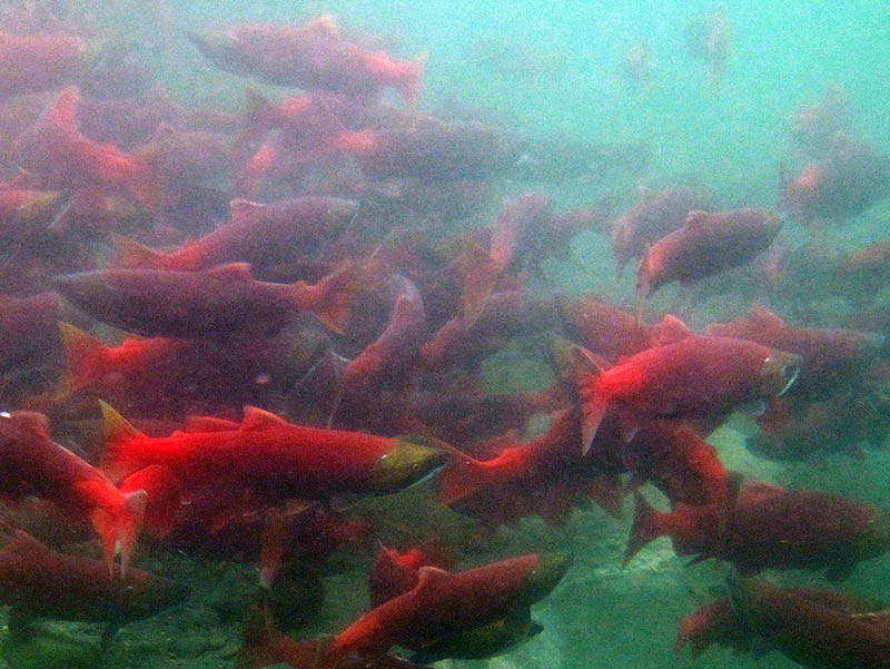 Sockeye salmon schooling. Alaska Department of Fish and Wildlife photo.