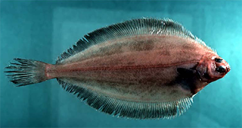 witch flounder