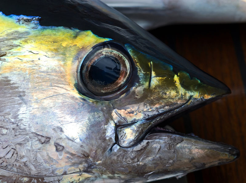 Yellowfin tuna. Creative Commons photo by Flickr user Taro Taylor.