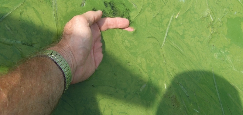 Lake Erie HAB oct 19 - OSU Stone Lab - 1120x534 - LANDSCAPE