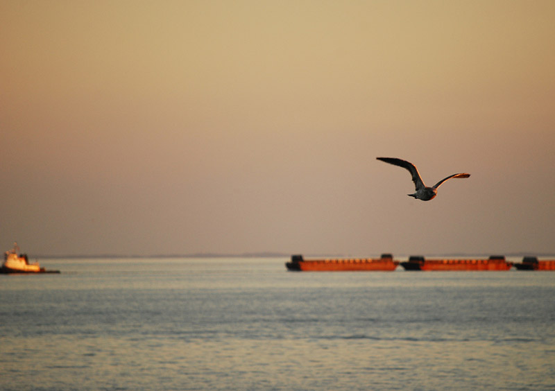tug-barges-generic-bird_cc_nicholas_guarracino