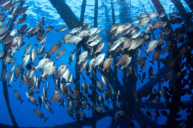 Chub-GOM-rigs-to-reefs-Schmahl-FGBNMS-via-NOAA