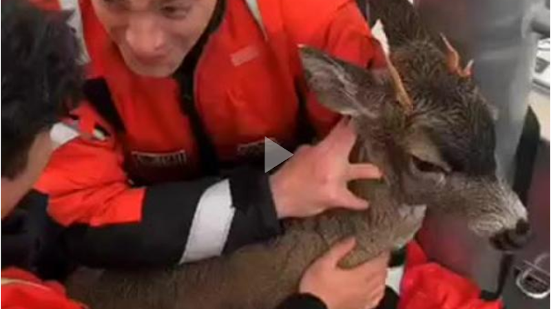 Coast Guard deer swimming